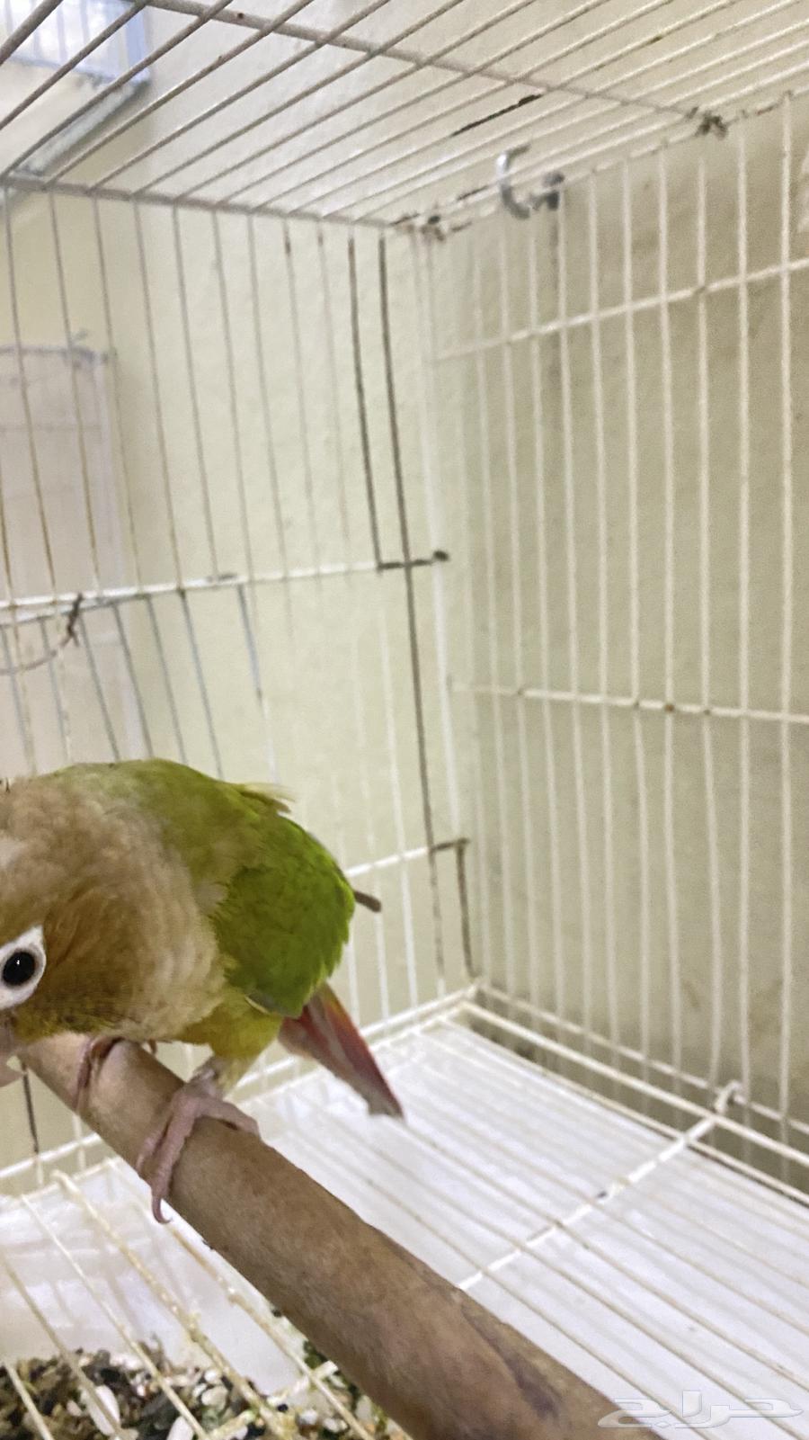 كنيور سنمون انثى محلل64378789236226112