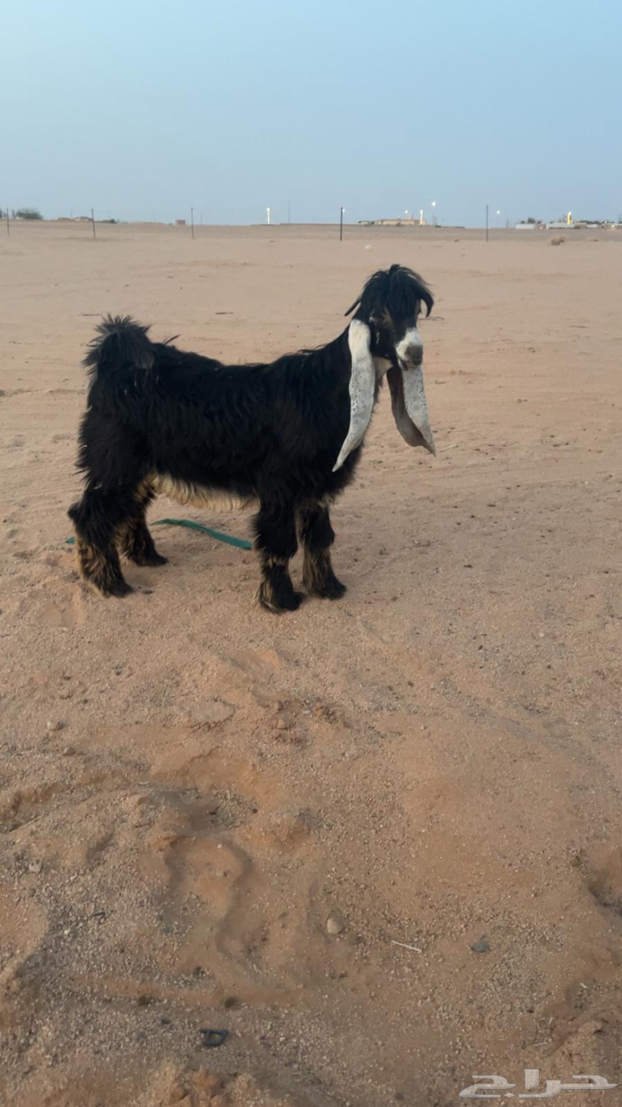 للبيع تيس عارضي صنف64380710341378111