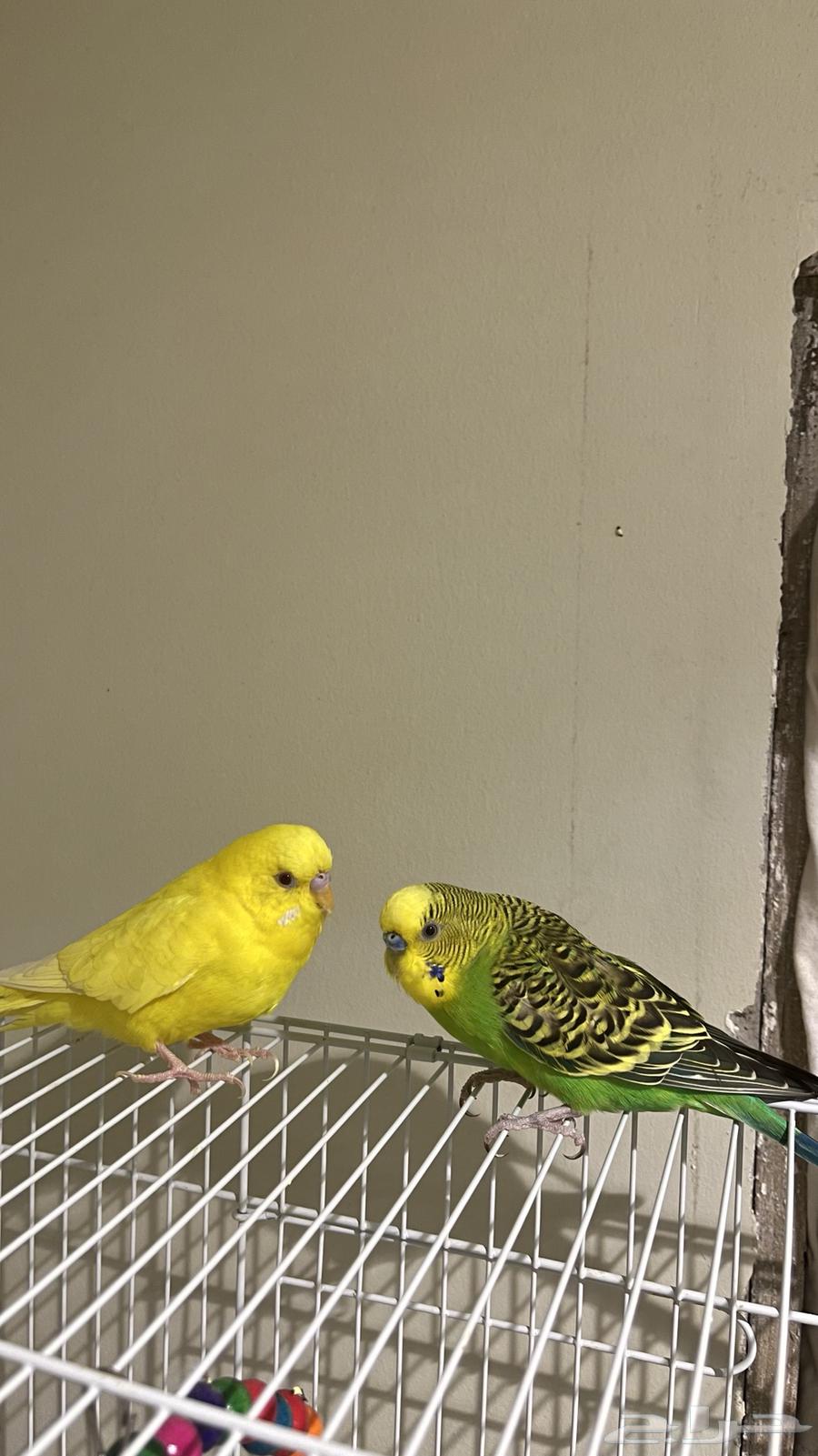 جوز بادجي أليف وجميل شامل كل المستلزمات64380682443650110