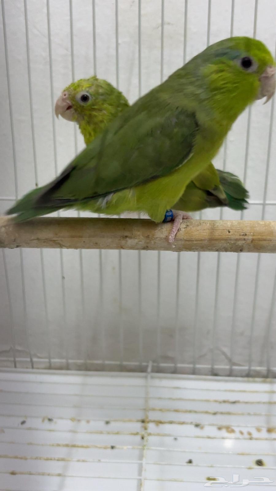 بارتوليت نوادر للبيع شرط الصحة والجوز جاهز والانثى منتجه64391494593409111