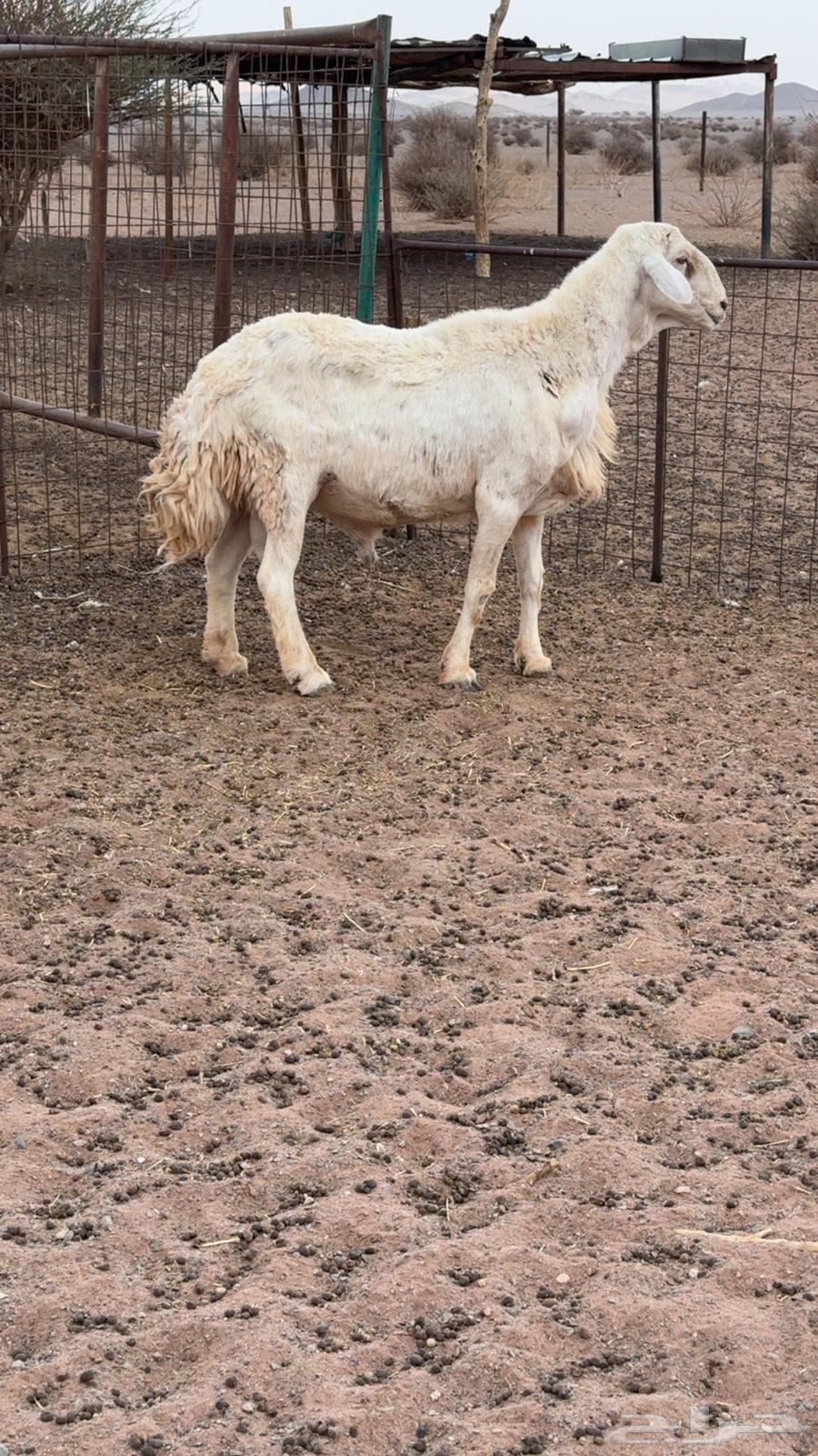 فحل صنف مشروط64379703615106111