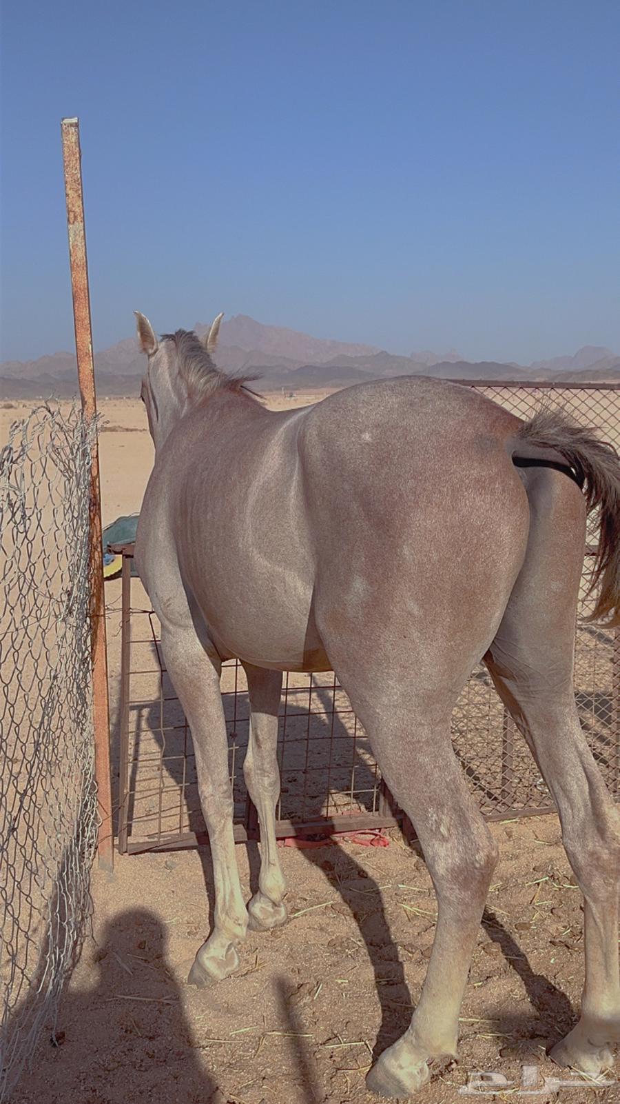 خيل شعبي64388716034689111