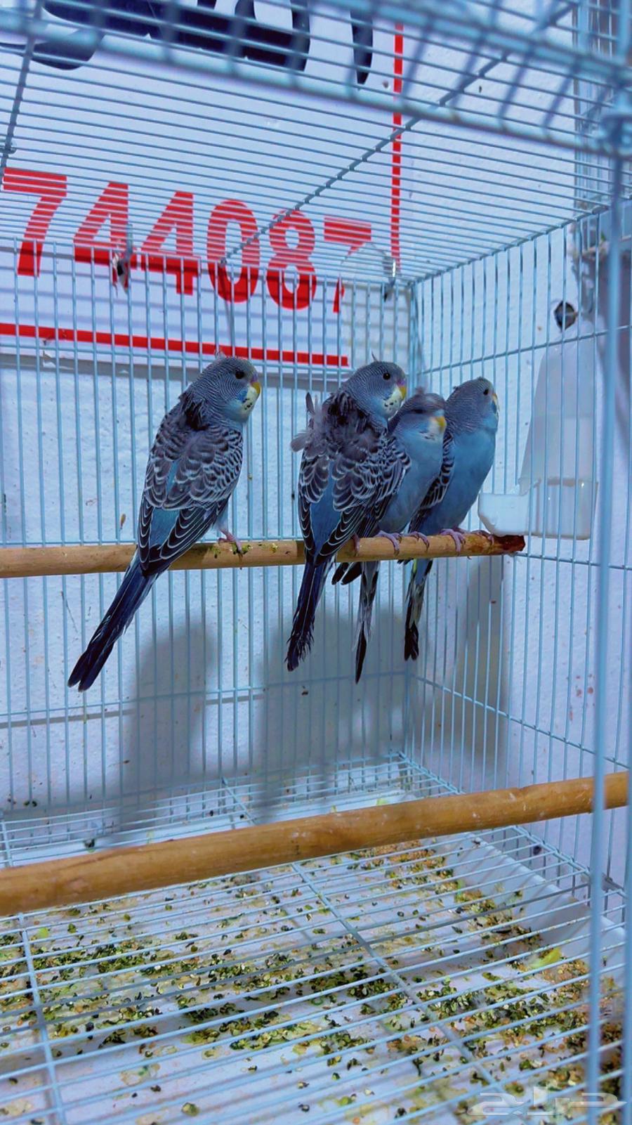 فرايد بادجي هوقو بلاك64380609742721111