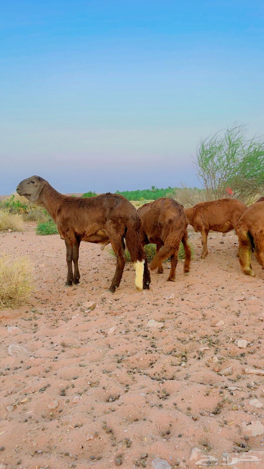 سواكن جذعان مرابي64387760046722114