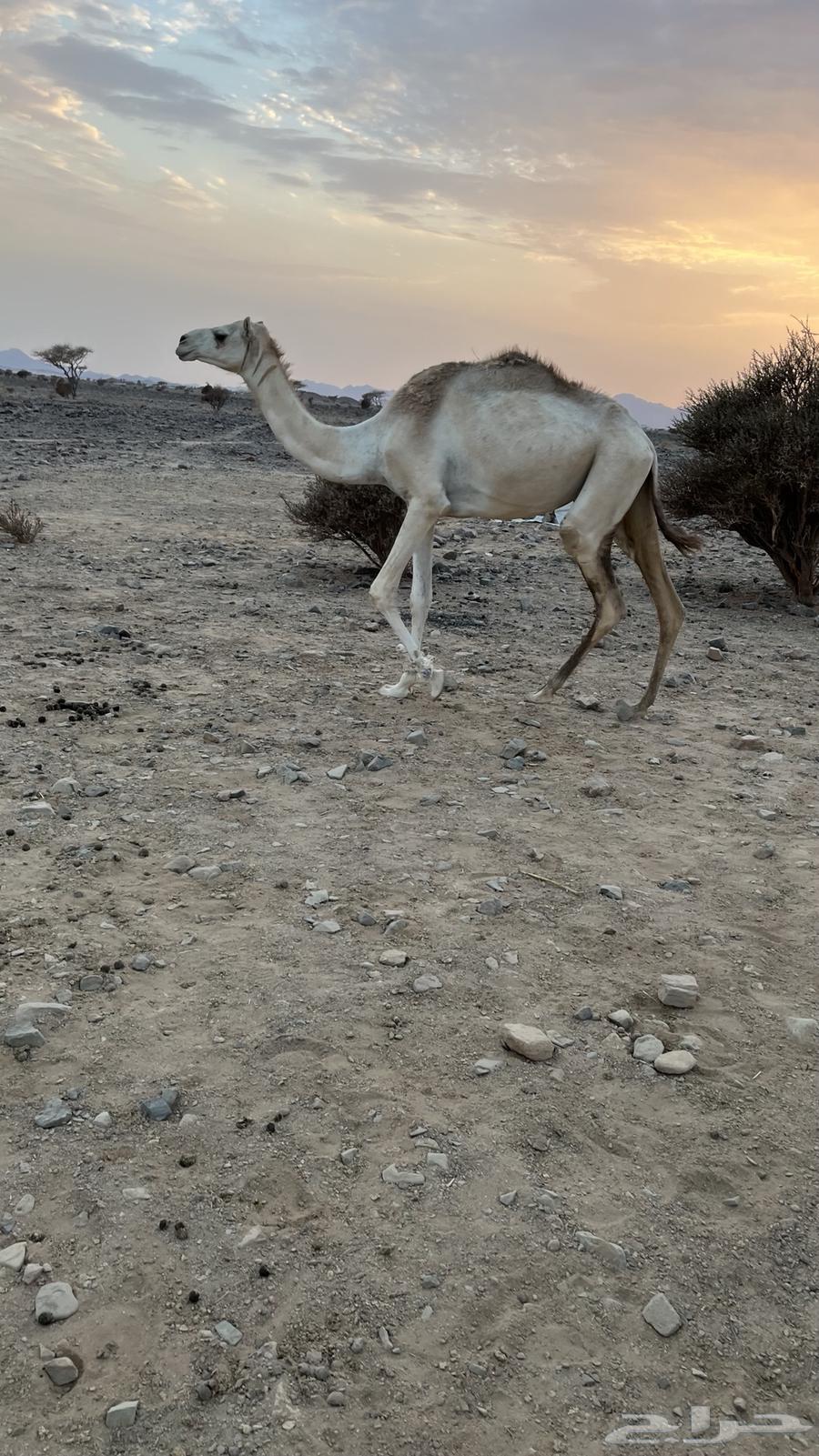 للبيع بكره جذعه64389736636419110