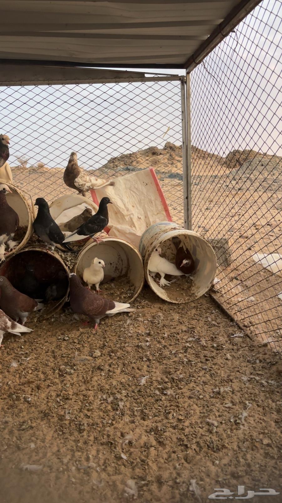 حمام للبيع64388051589249112