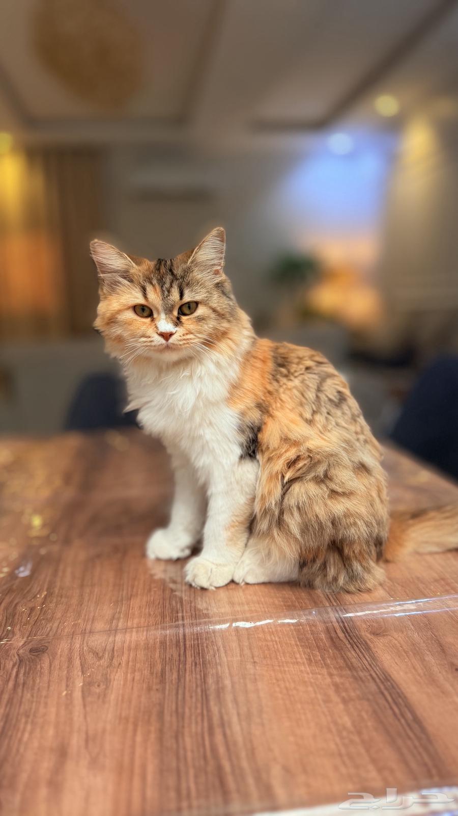 قطه تحب العب64386947811585112