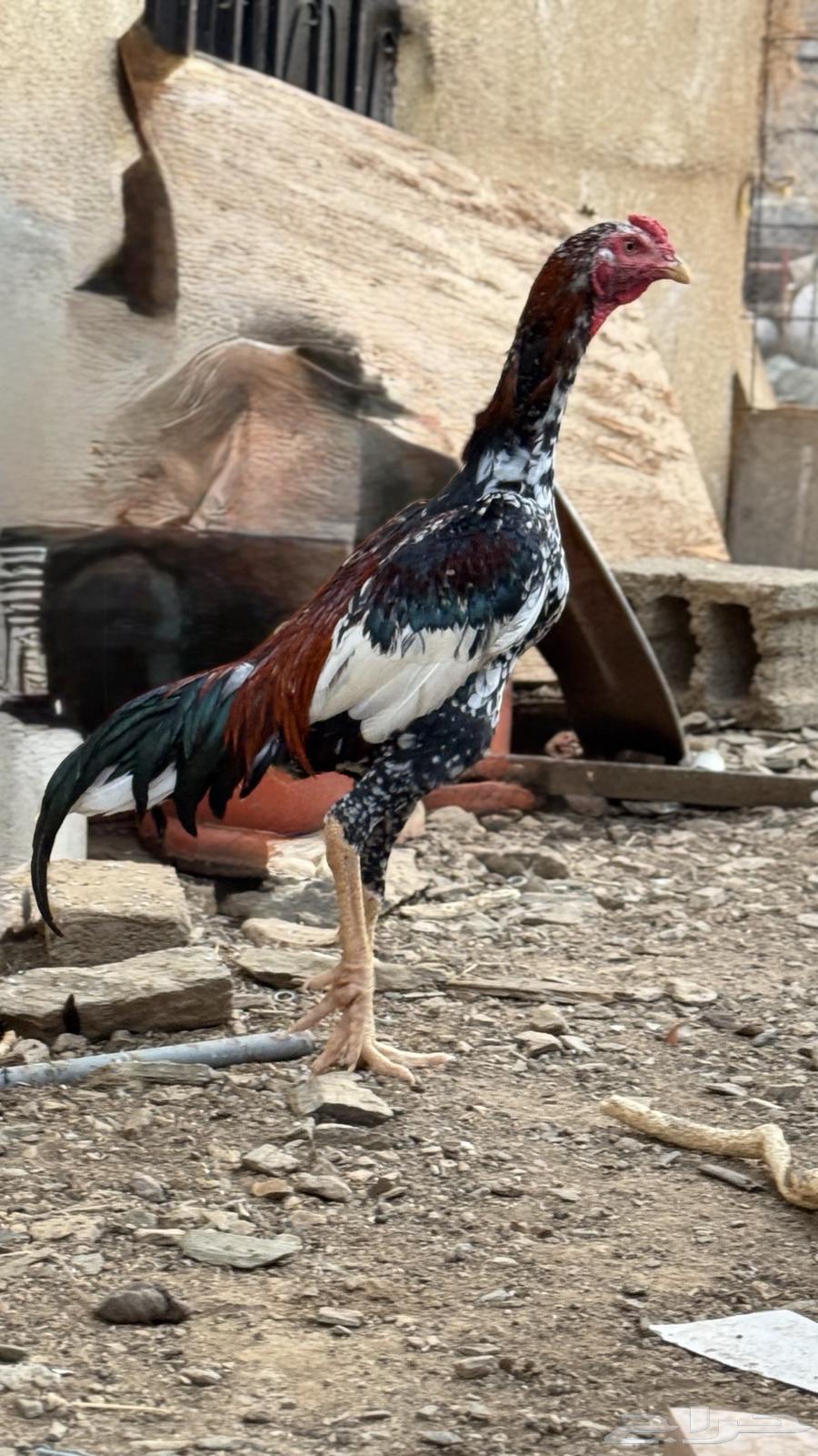 ديك باكستاني سندي64389736674817110