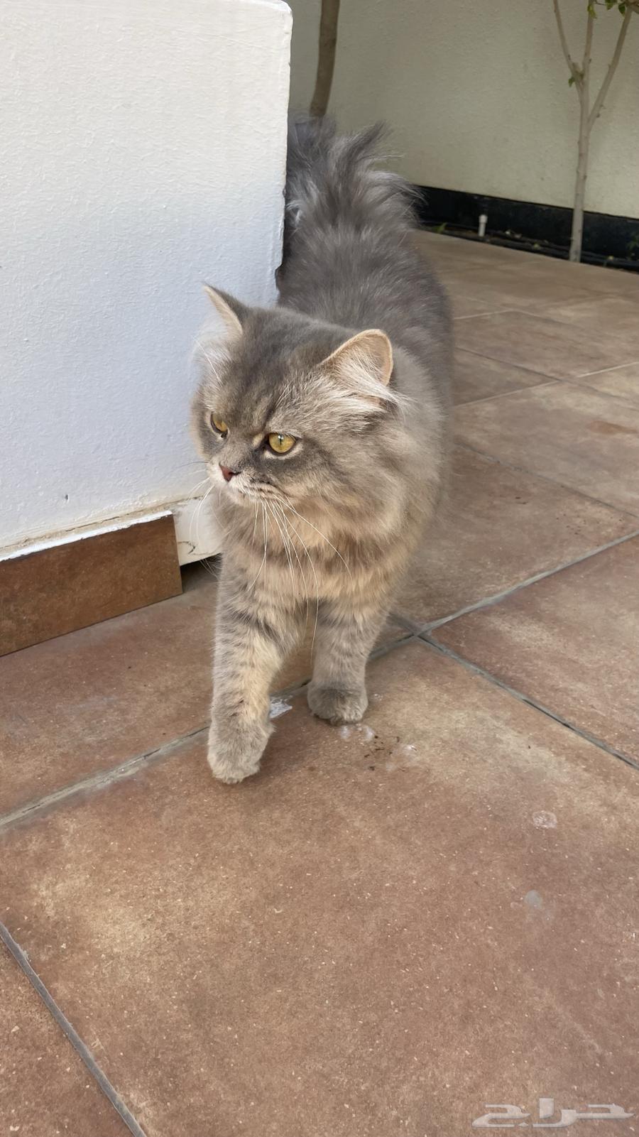 بسيس البف للبيع64378324778243112