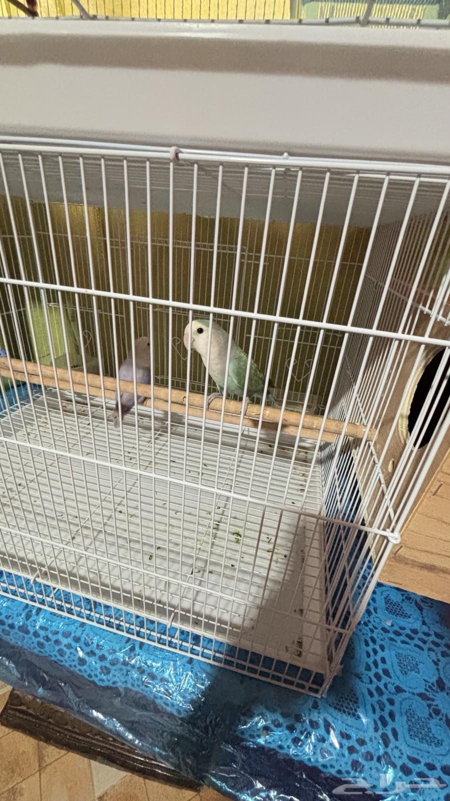 زوج روز منتج64381534752897111