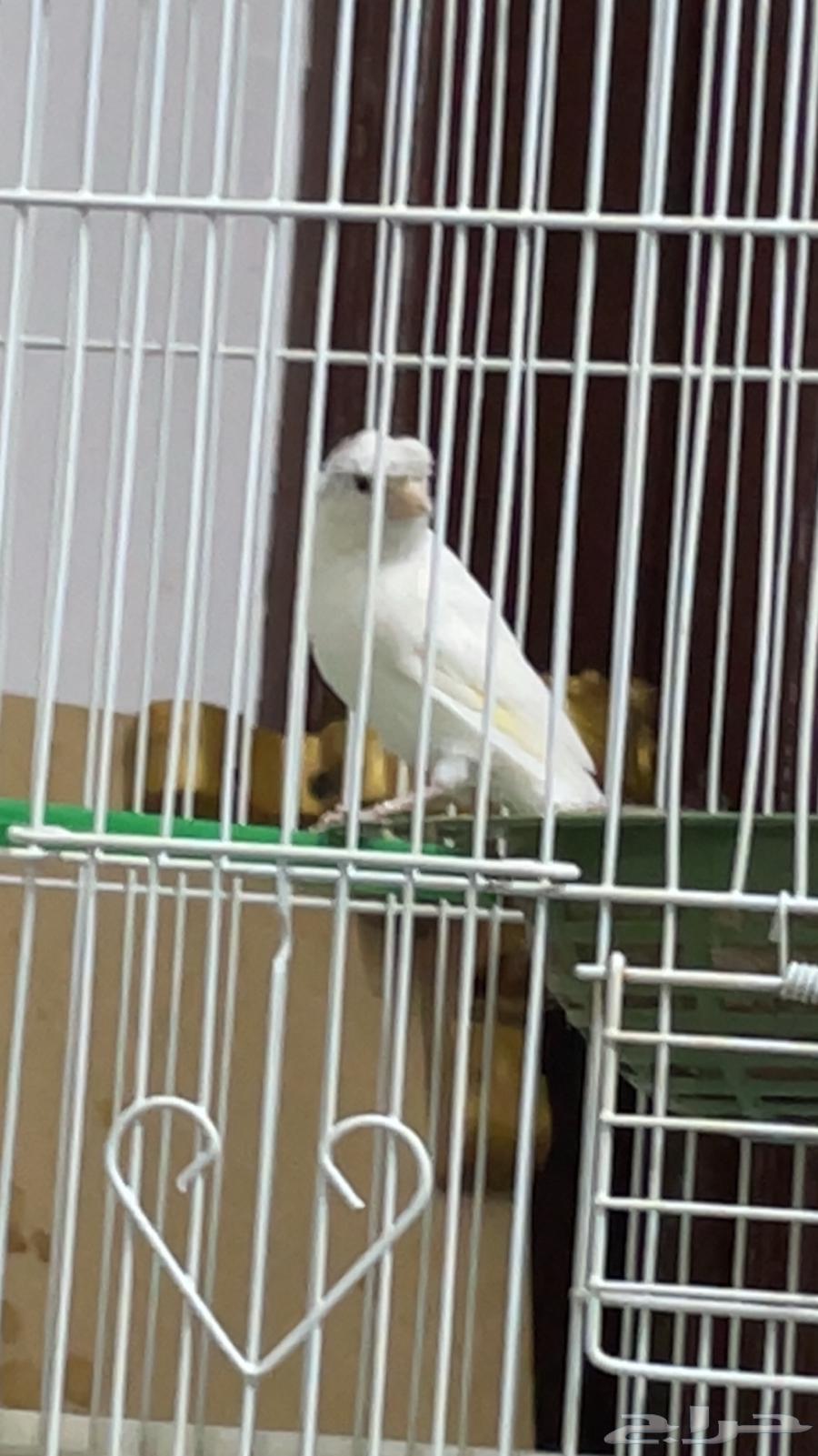 ذكر كريست ابيض كناري تغريد بطل64388564450051111