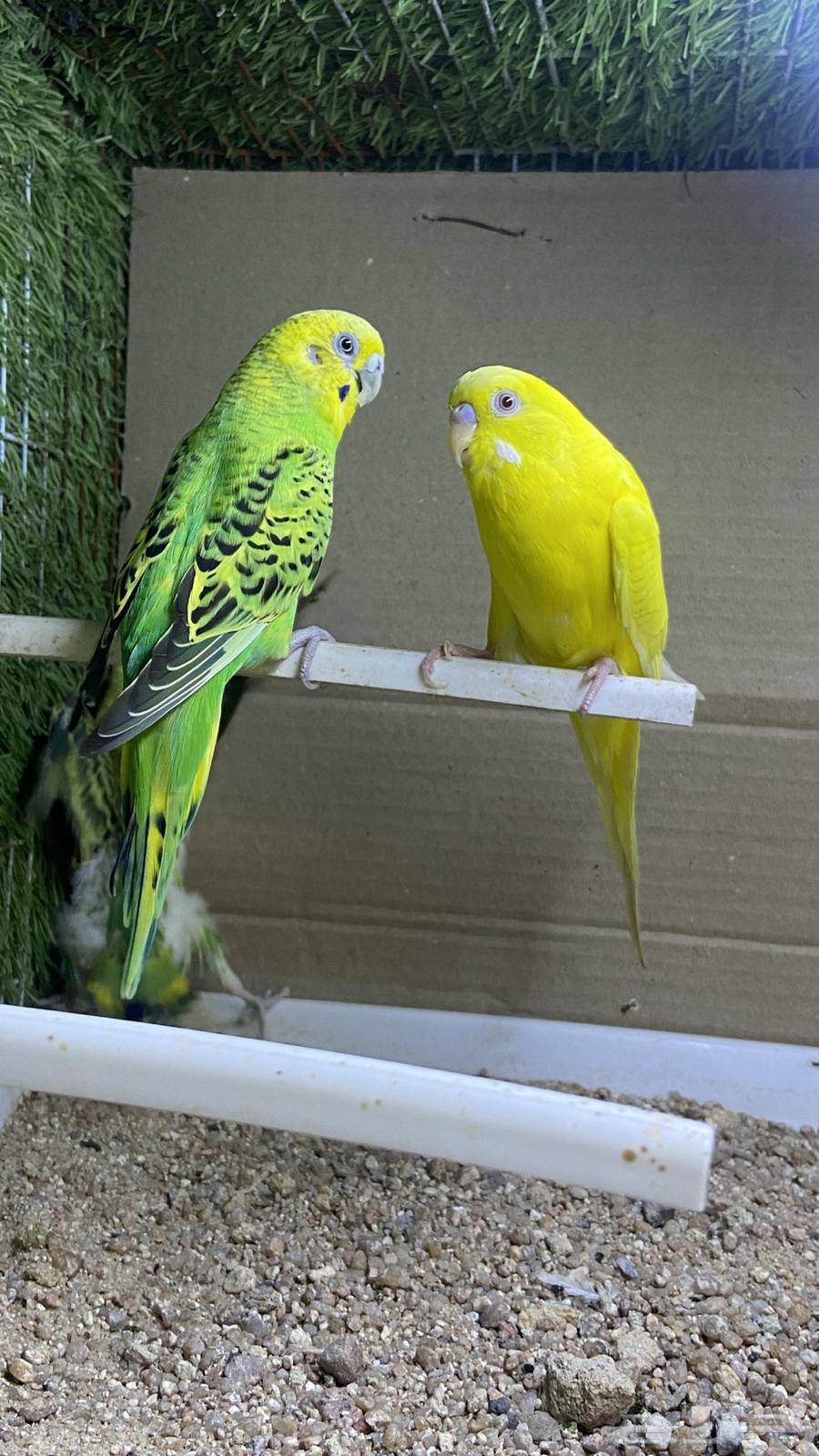 جوز بادجي مع فروخه( طيور حب)64388564474115112