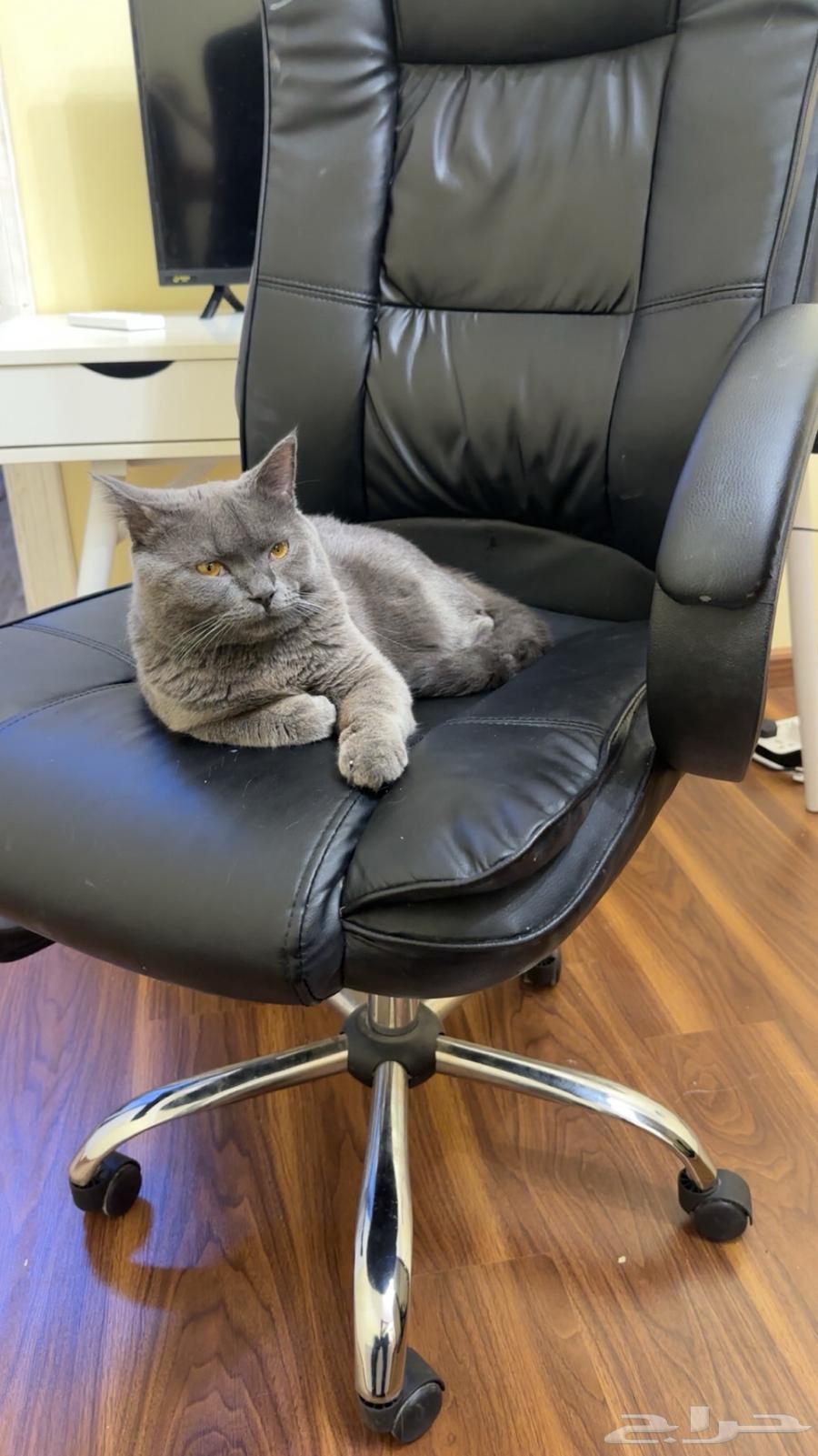 قط للبيع64386096390659110