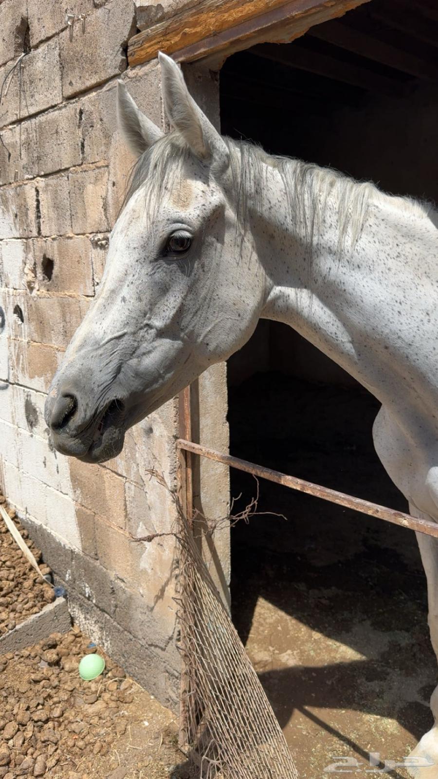 فرس للبيع64389377848450110