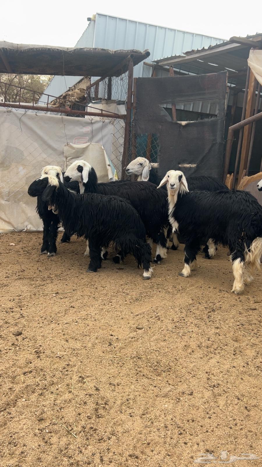 للبيع 8رخال نجدكفونظيفه وعلى الشرط الي بيقني ولي بيذبح64390347298946113