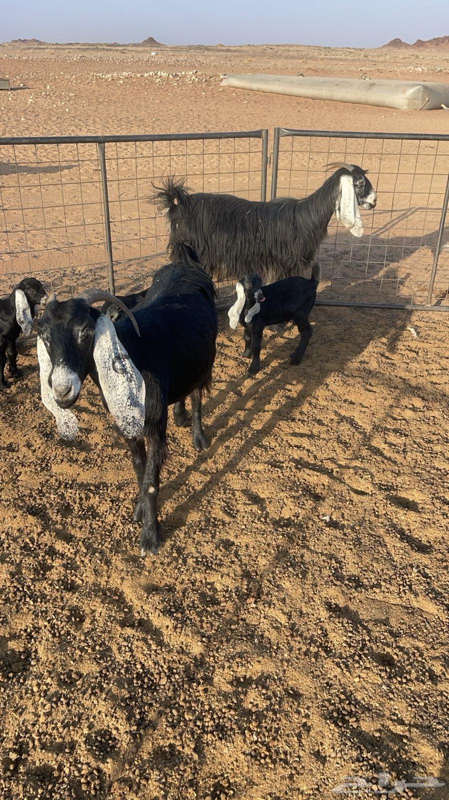 Goat Defects Parent64382969849857112