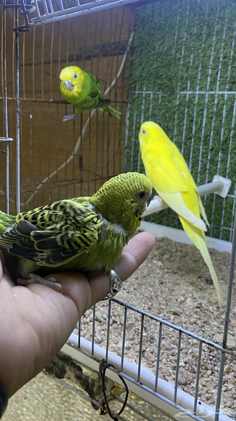 جوز بادجي مع فروخه( طيور حب)64388564474115111