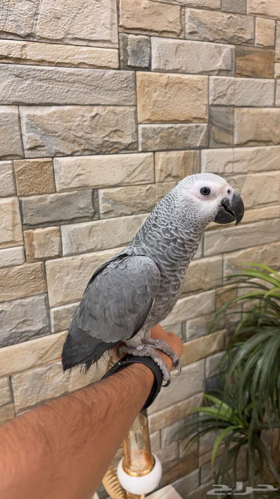 فرخ كاسكو اليف64388578425091110