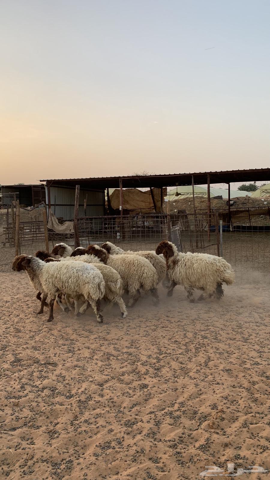 رخال نعيم منوة القناي64388245508610111