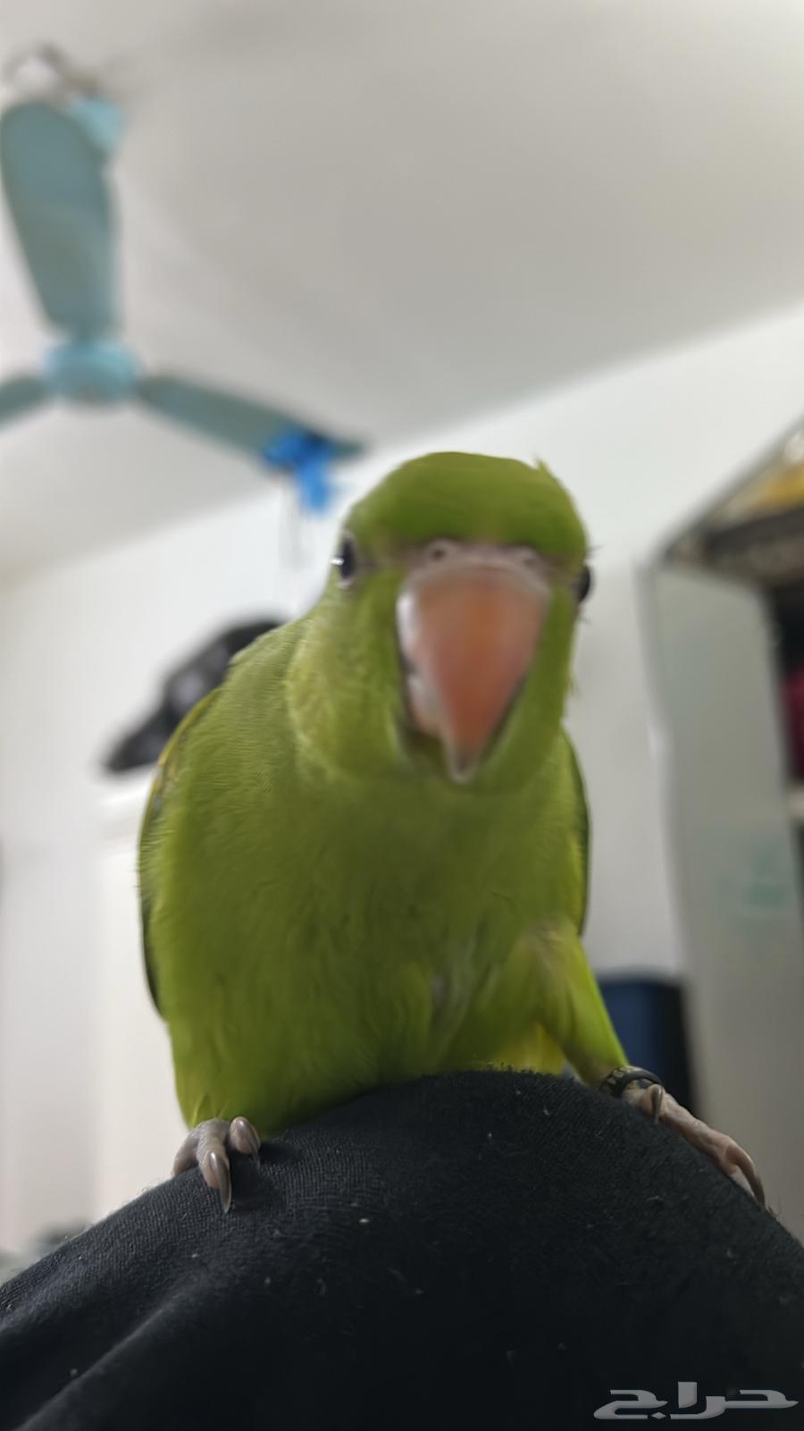 دره هندي64383011326209113