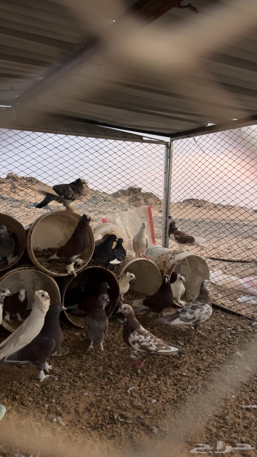 حمام للبيع64388051589249111