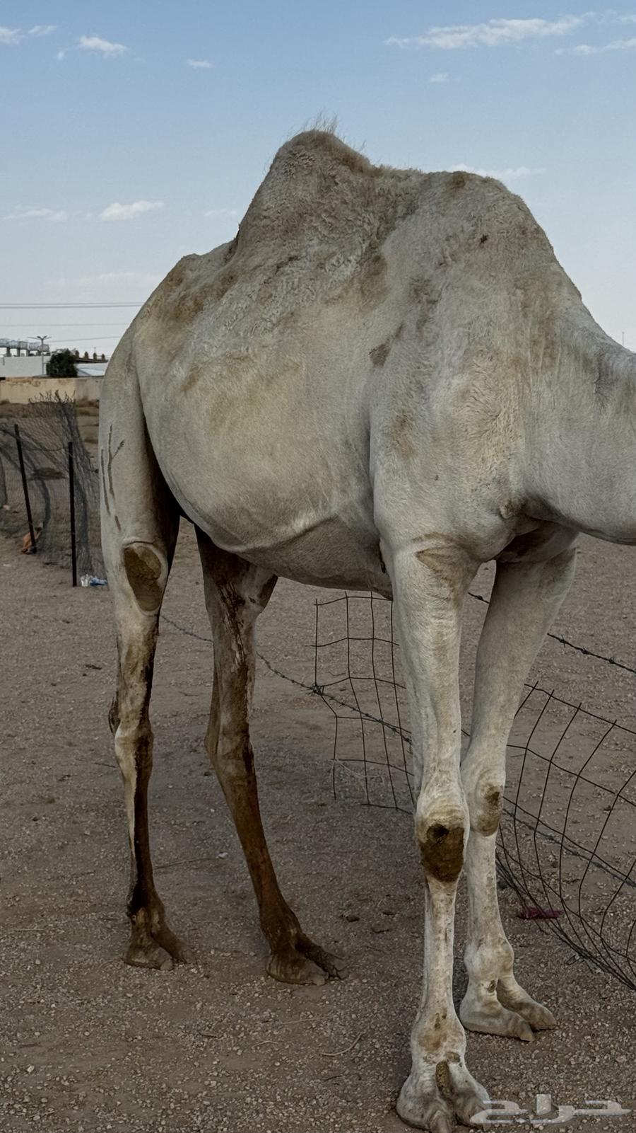 ناقه وضحا ضريبه64386262657667111