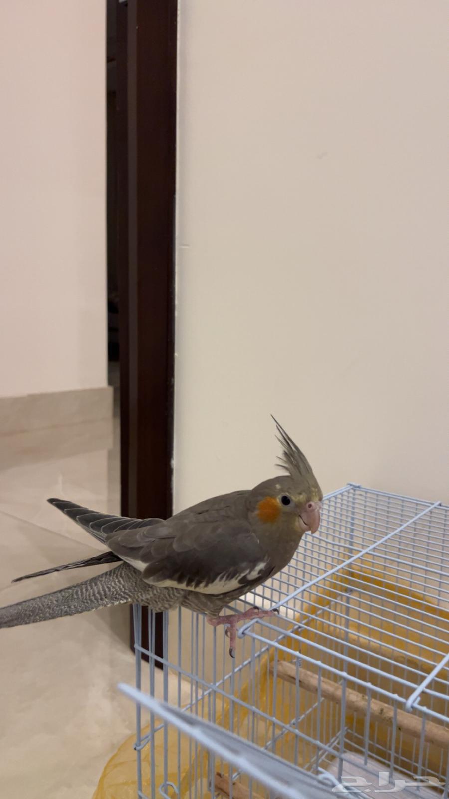 كروان للبيع64382596927361111