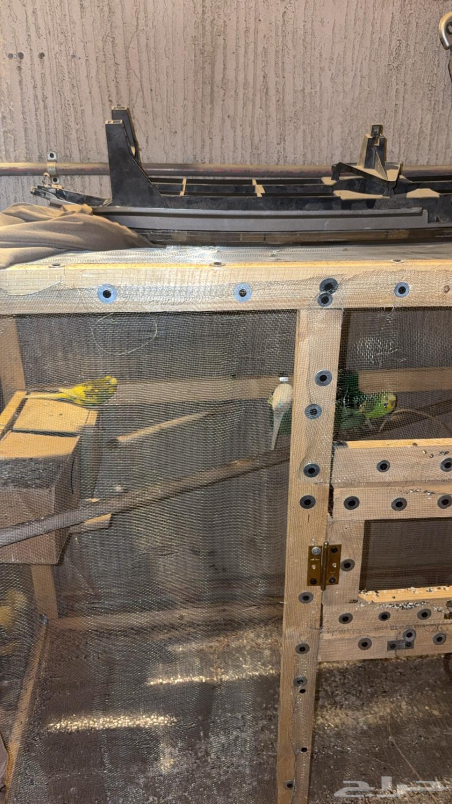 طيور حب للبيع64388908599041110