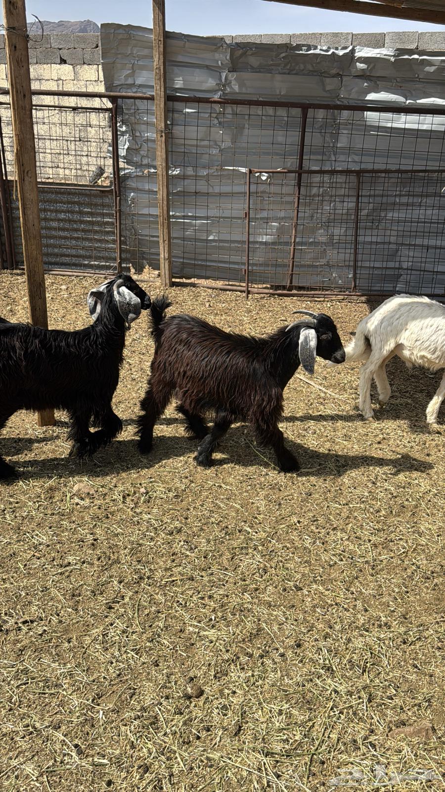 Tious Mkhasi64381521908353113