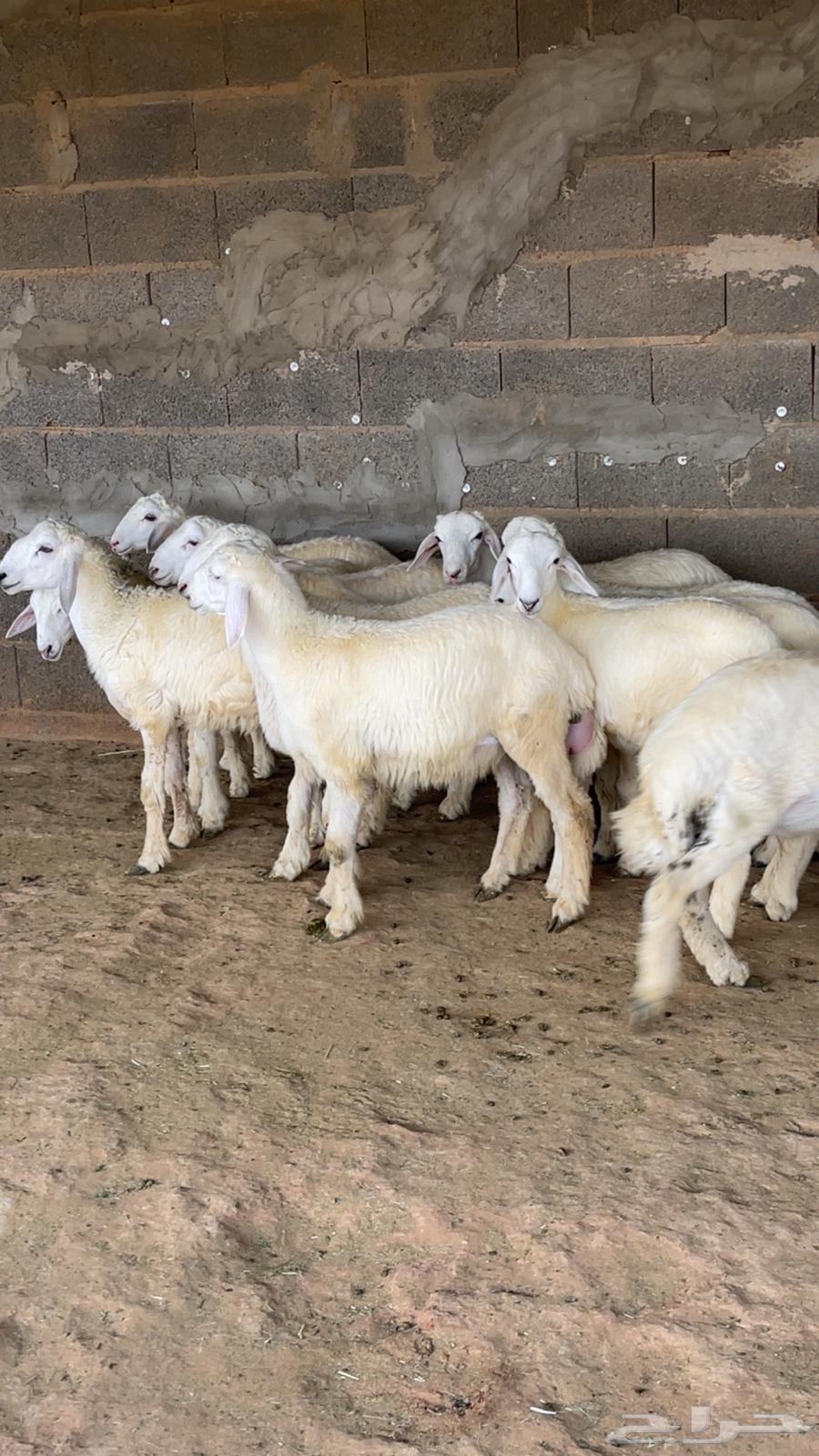 طليان حري64392086828674112