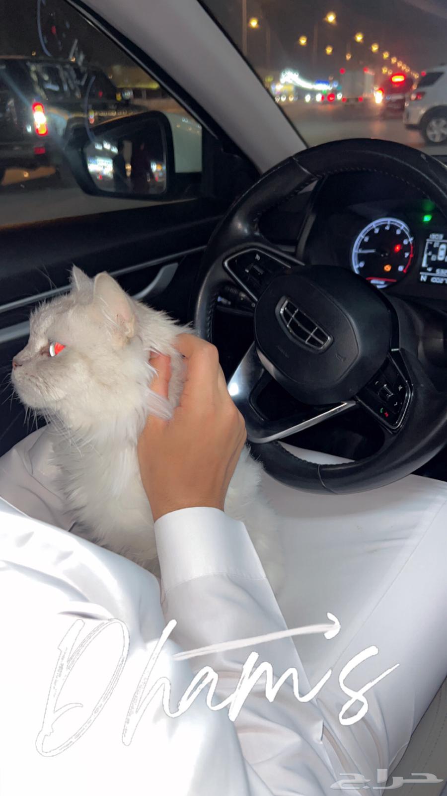 قطوه عمرها 3 سنين أنثى اليفه الحد 50064388647048065111