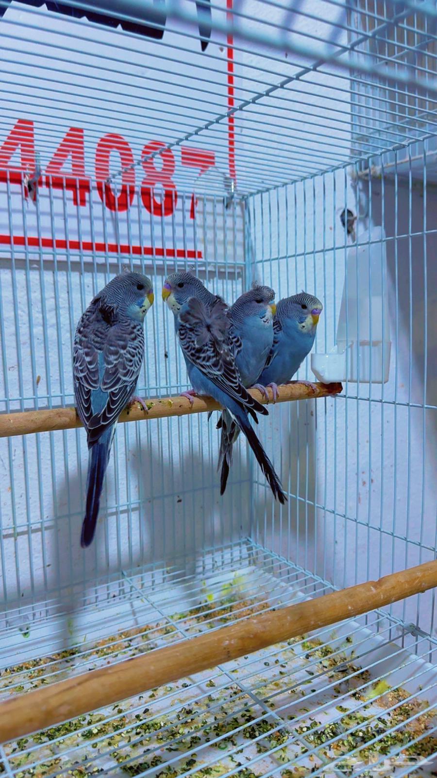 فرايد بادجي هوقو بلاك64380609742721112