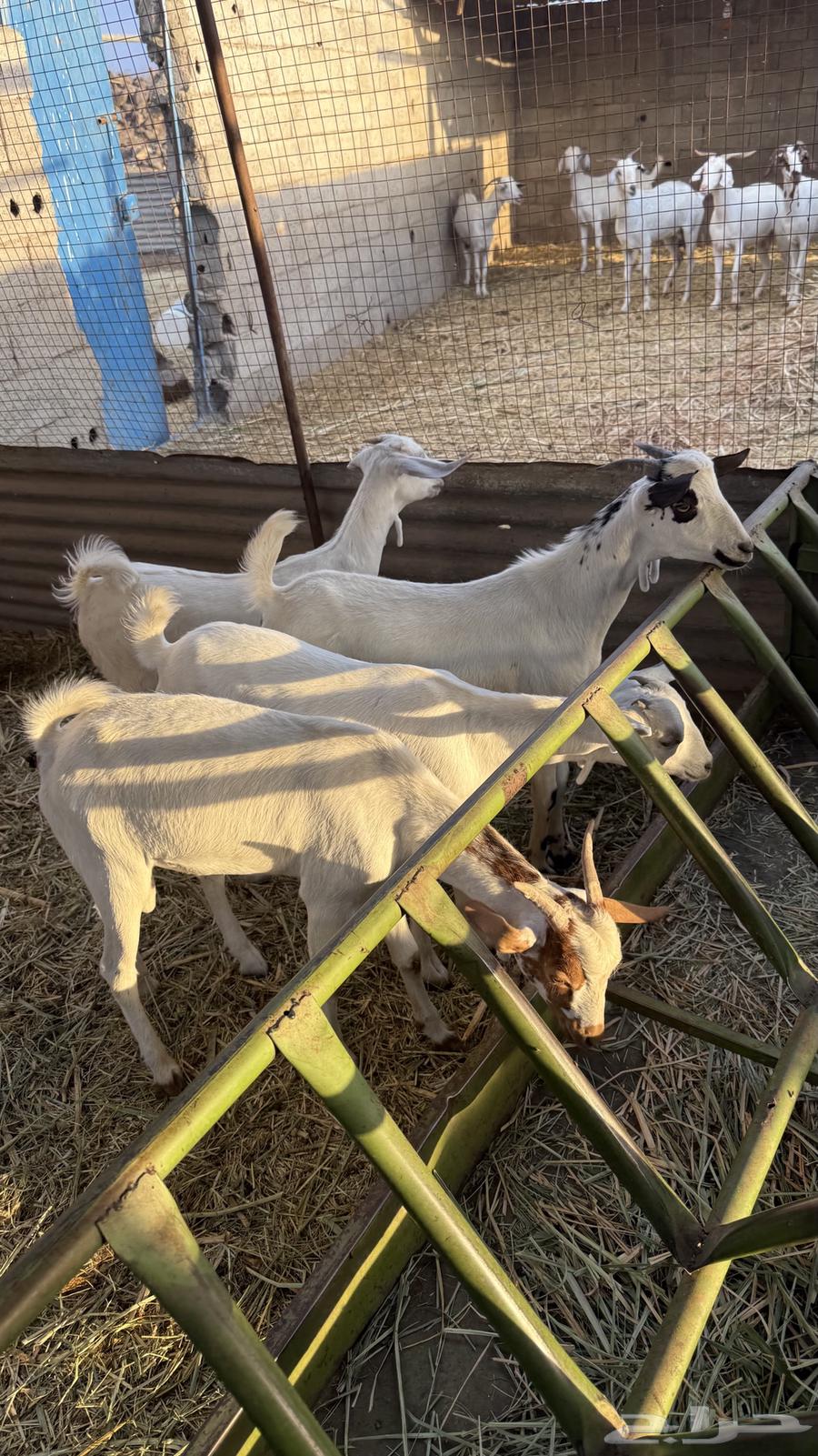 معزا بيشيات64389736469633113