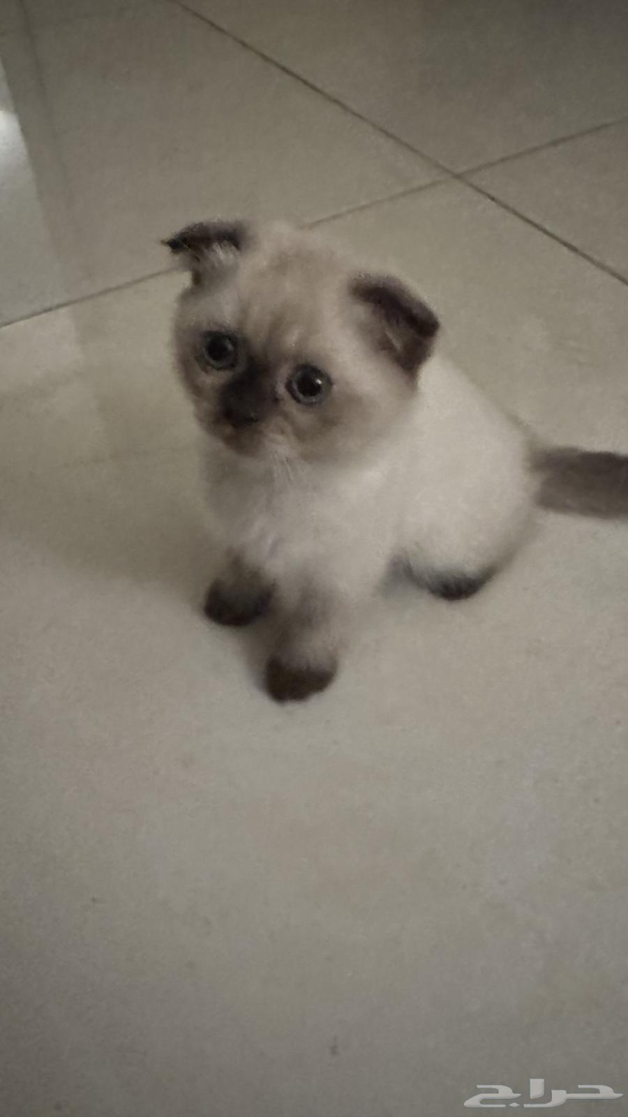 Scottish Fold kitten, father Scottish, mother British64378890973571110