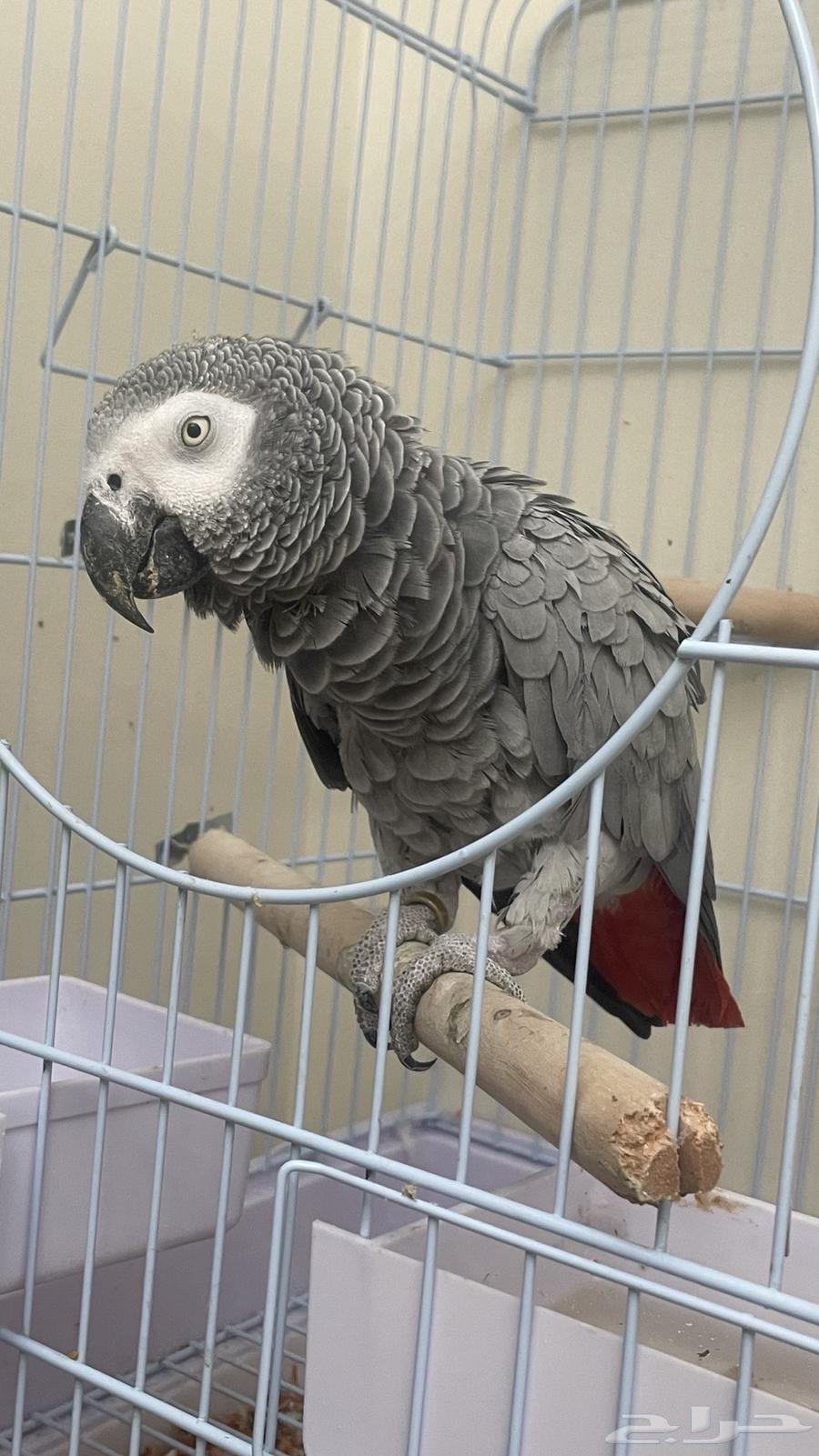 كاسكو للبيع64387967705218113