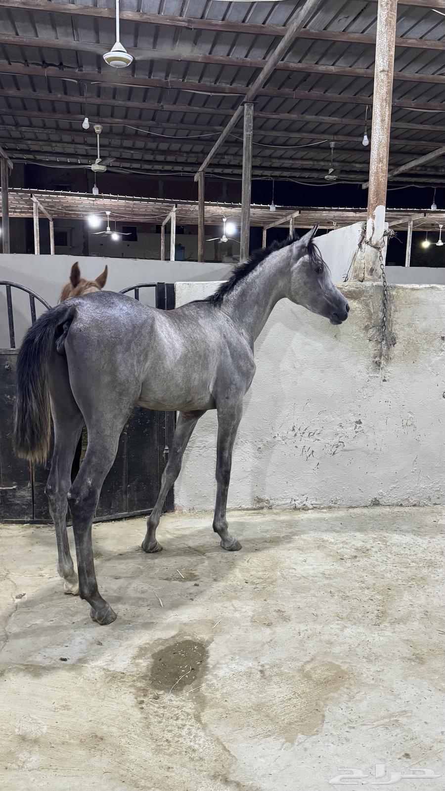 Mahrat Sha3biya64377579728003110