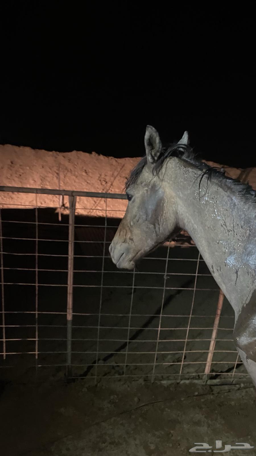 مهر شعبي للبيع64387369265410112