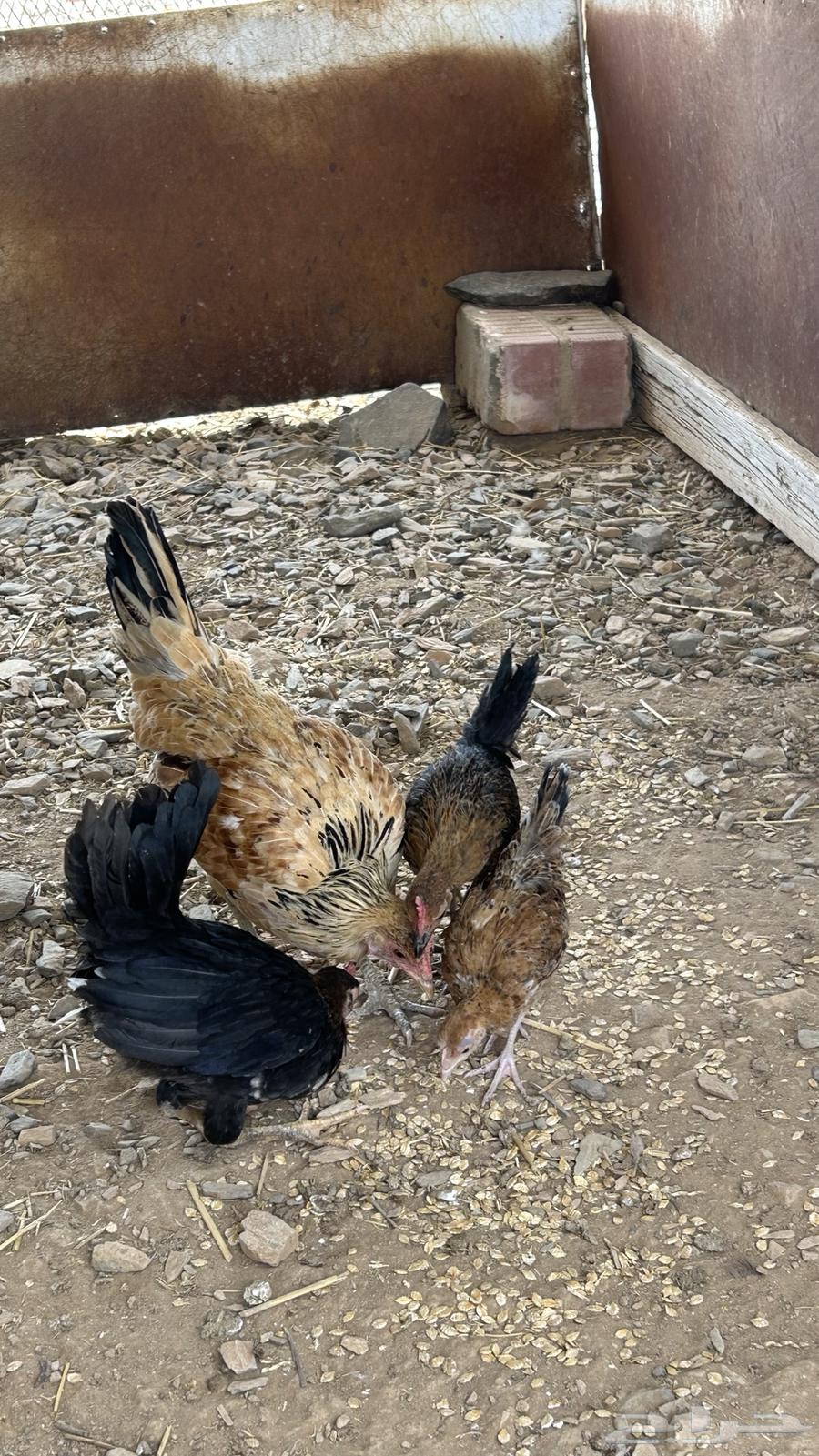 للبيع دجاجه بلدي عليها فروخ64389392004609113