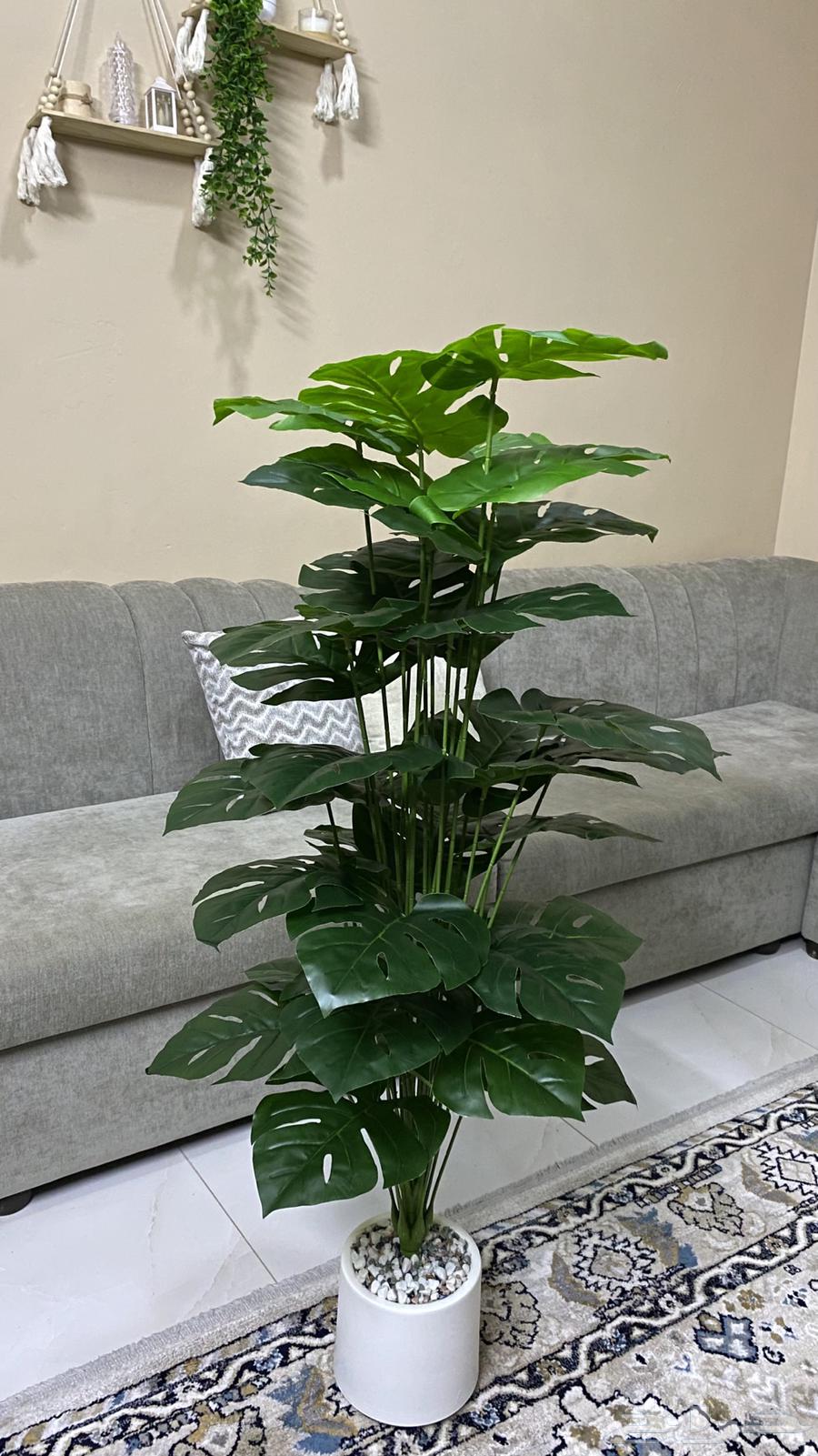 اشجار للزينة جديدة64378193651201110