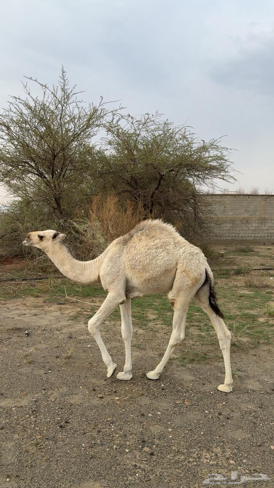 للبيع قعود كفو مزيون64383705177730112