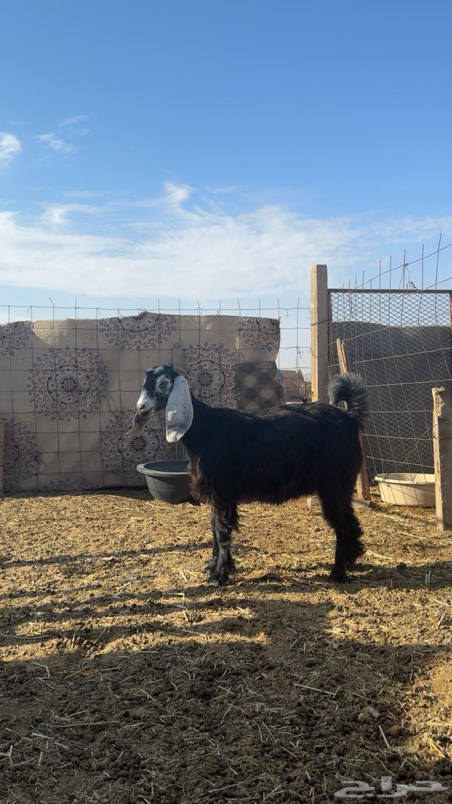 Cross calf, horned, trunk with hood, 6 months old, production of Al-Murrah, weight 102064380463432835112