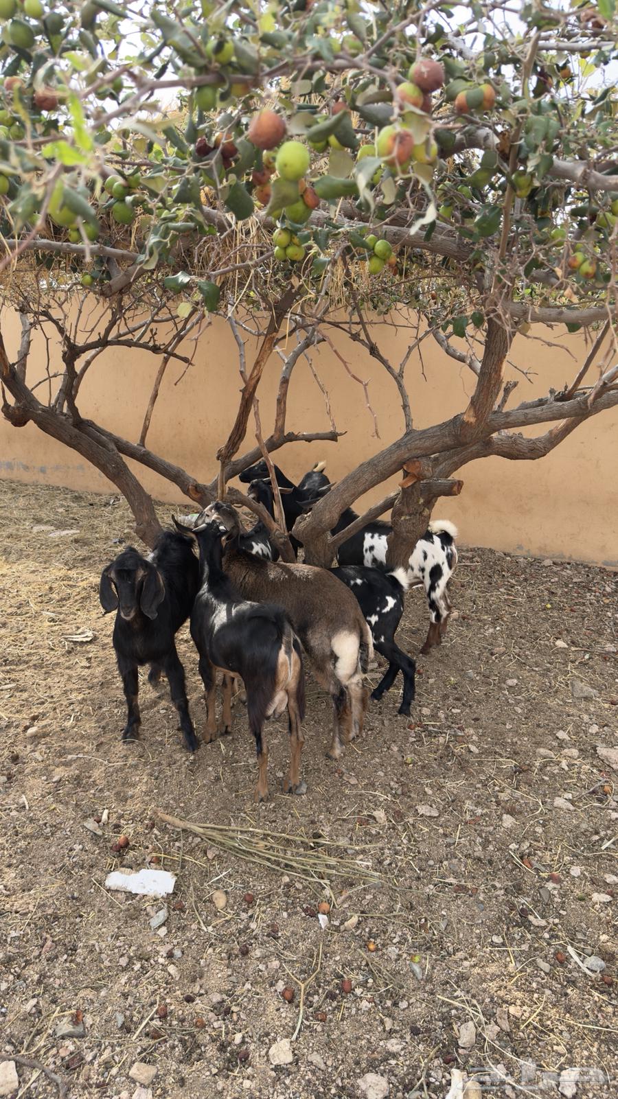 للبيع 6 تيوس وخروف64385411739137110