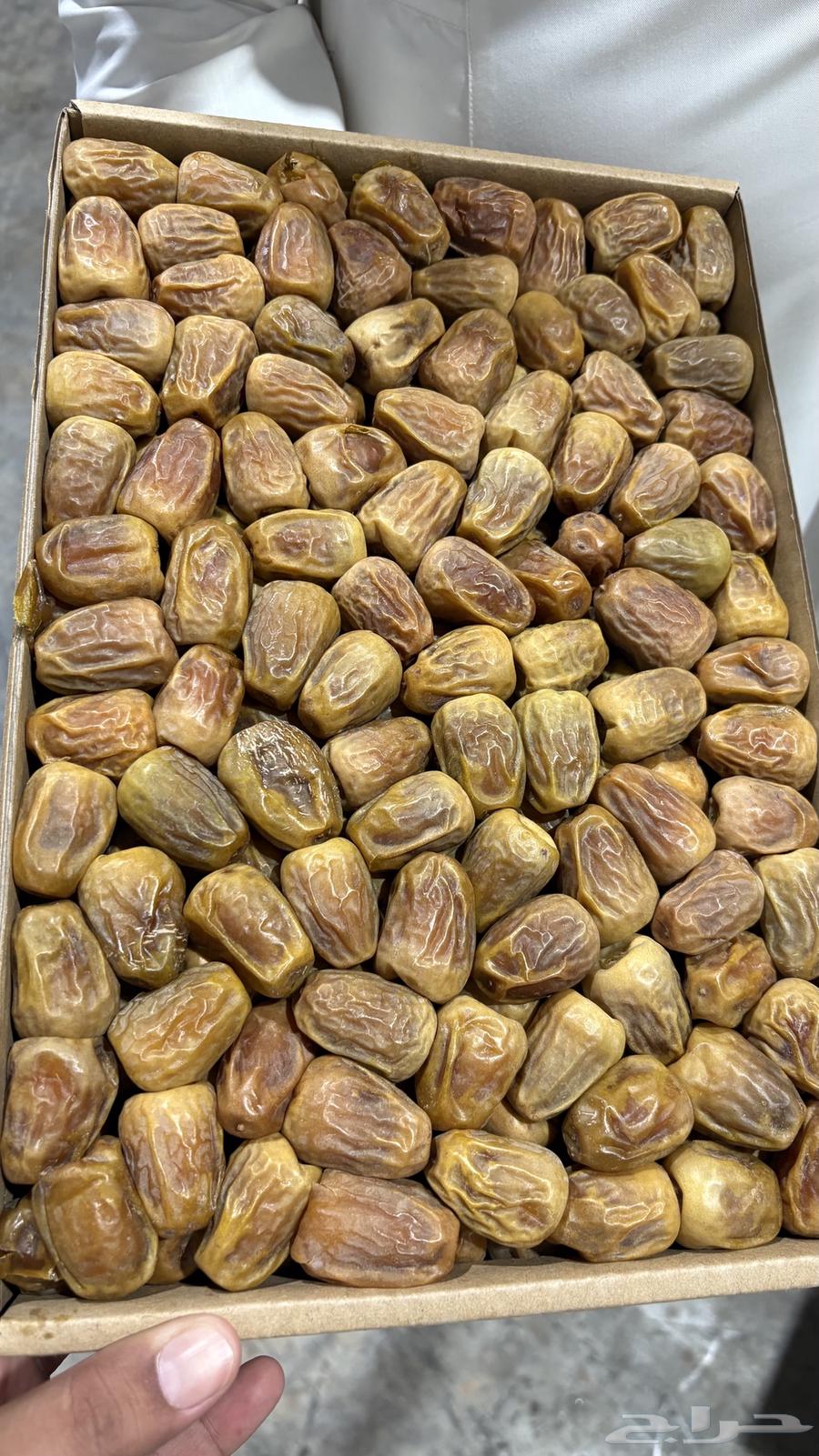 Tamr Skree Mafatil64389058891139112