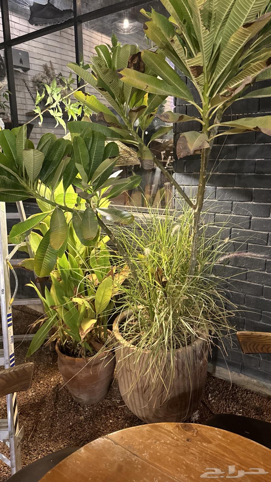 للبيع أبجورات وأحواض شجر مشجره كلها64381109145985111