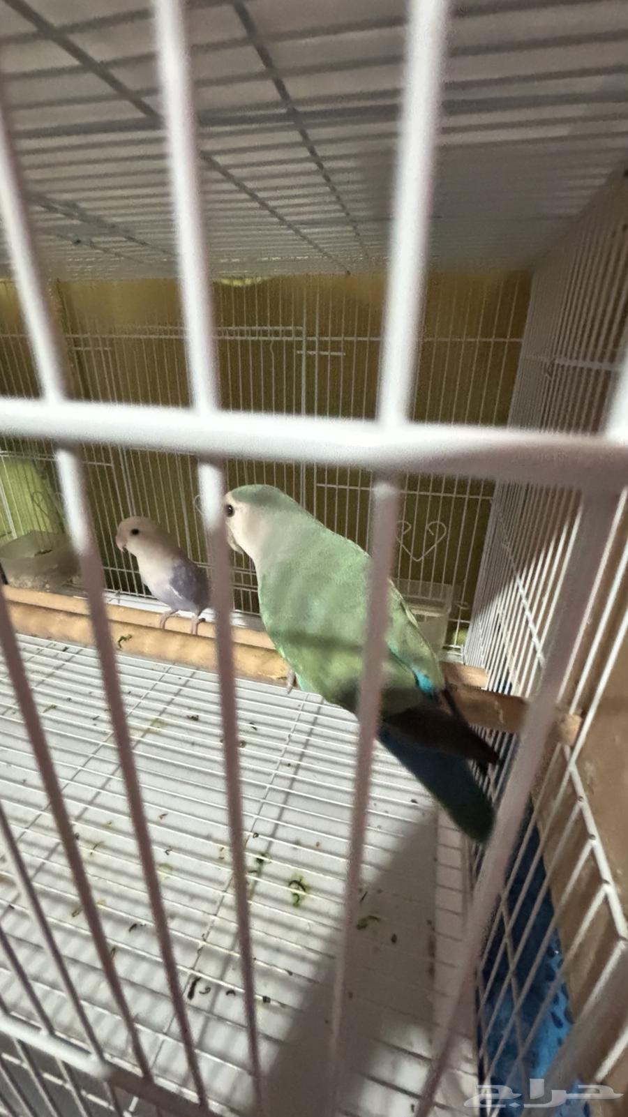 زوج روز منتج64381534752897112