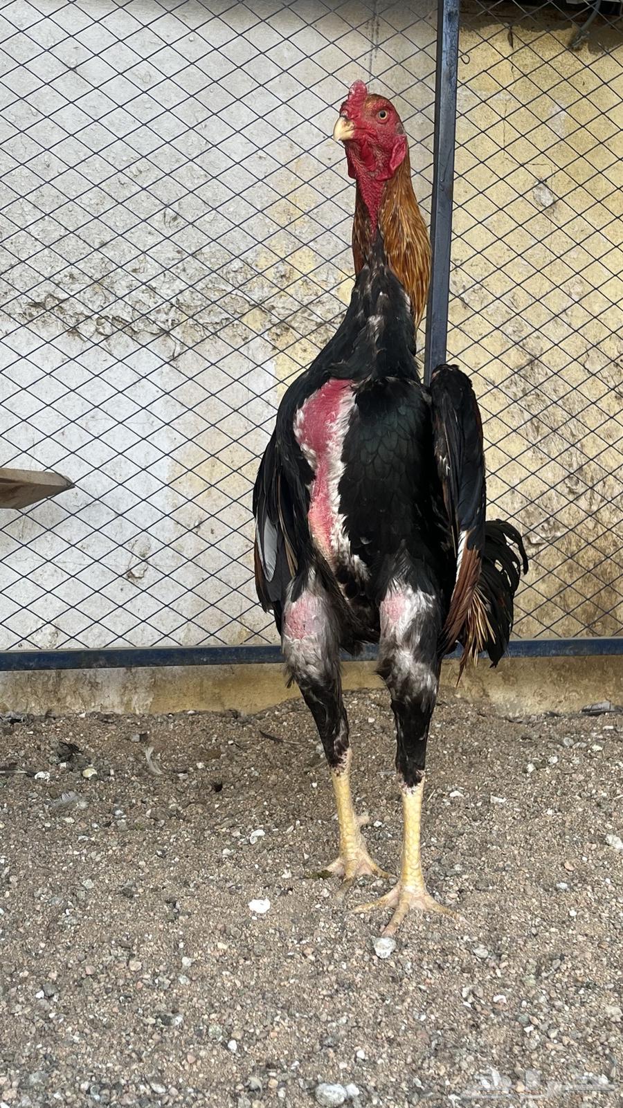 ديك شامو ياباني اوساكا64378774764930112