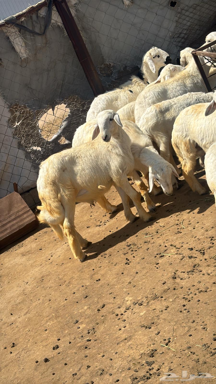 يوجد خرفان ورخال حريه بلدي علي الشرط مع السلخ والتوصيل64390249795457114