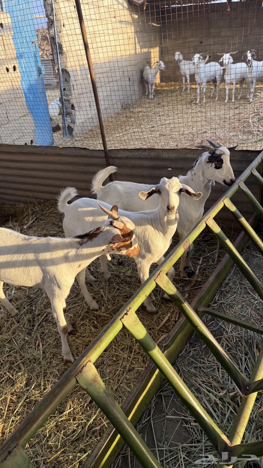 معزا بيشيات64389736469633114