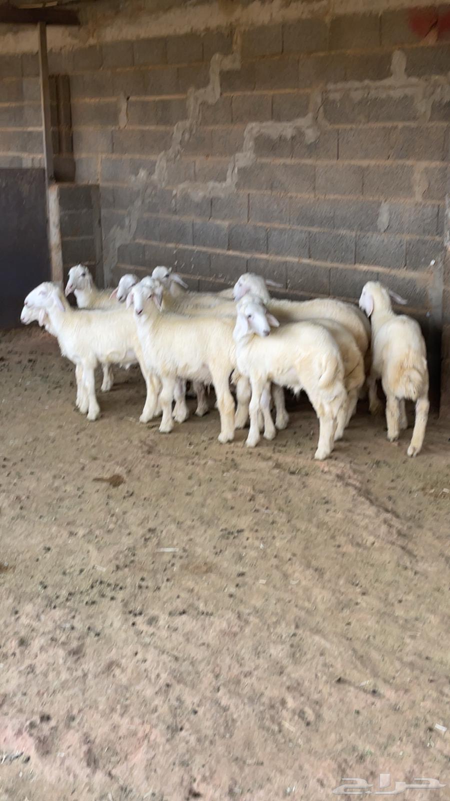 طليان حري64392086828674110