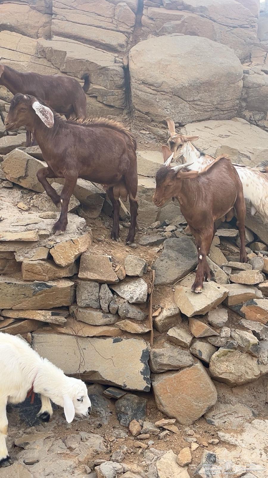 2 تيوس دهم64386249094658111